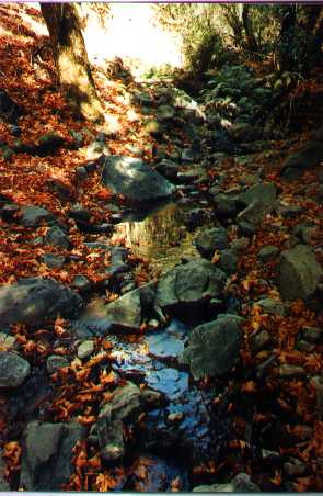 Fallen leaves of bigleaf maple in Adobe Creek