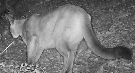 Thumbnail of cougar at night