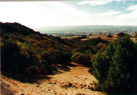 Trees and view in autumn