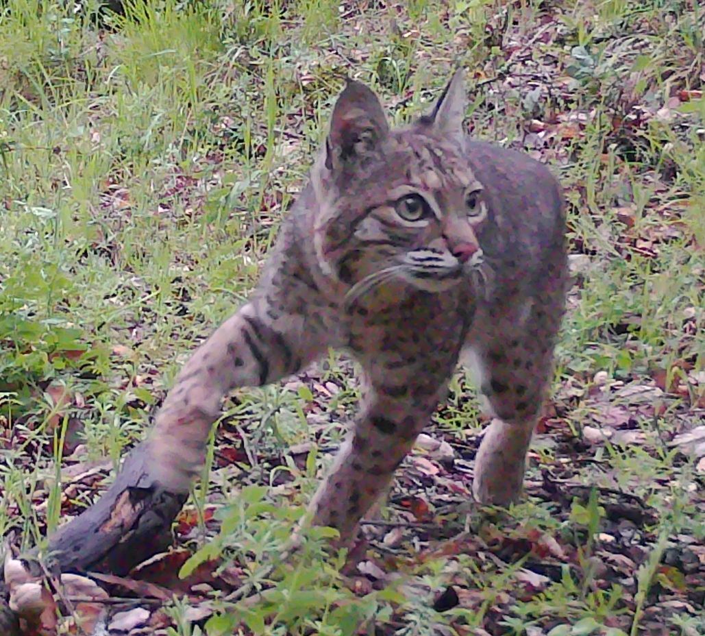 Bobcat