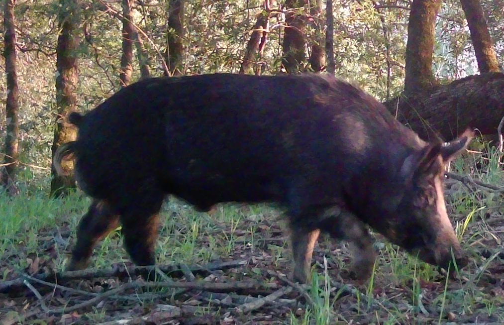 Feral hog
