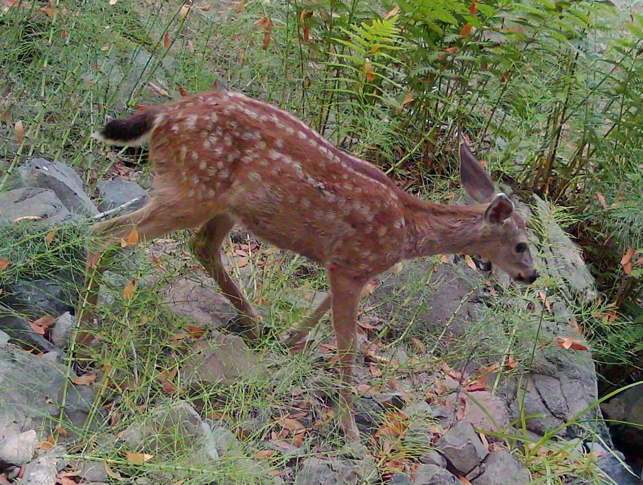 Blacktail fawn