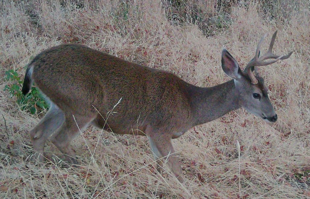Blacktail buck