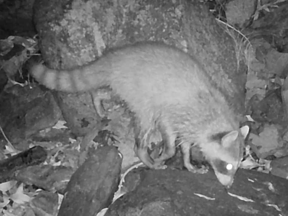 Raccoon