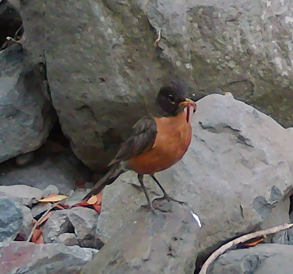 Robin