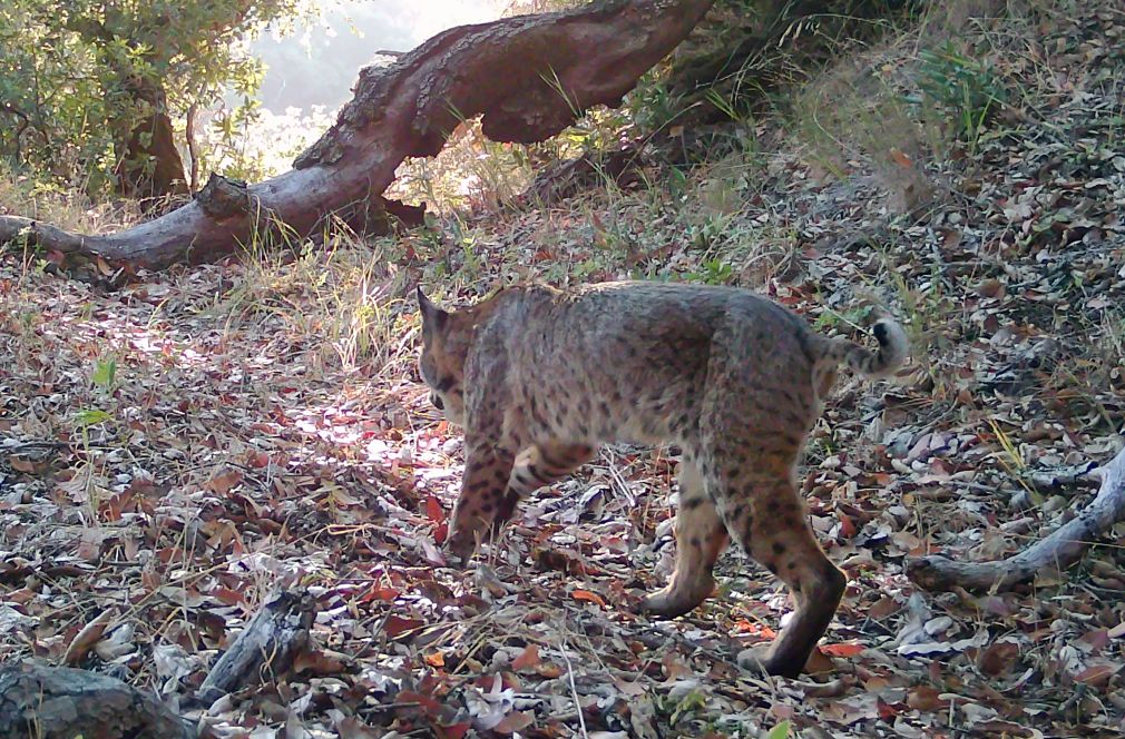 Bobcat in afternoon