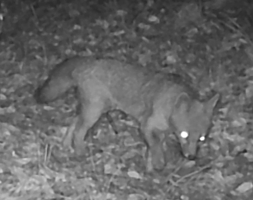 Gray fox