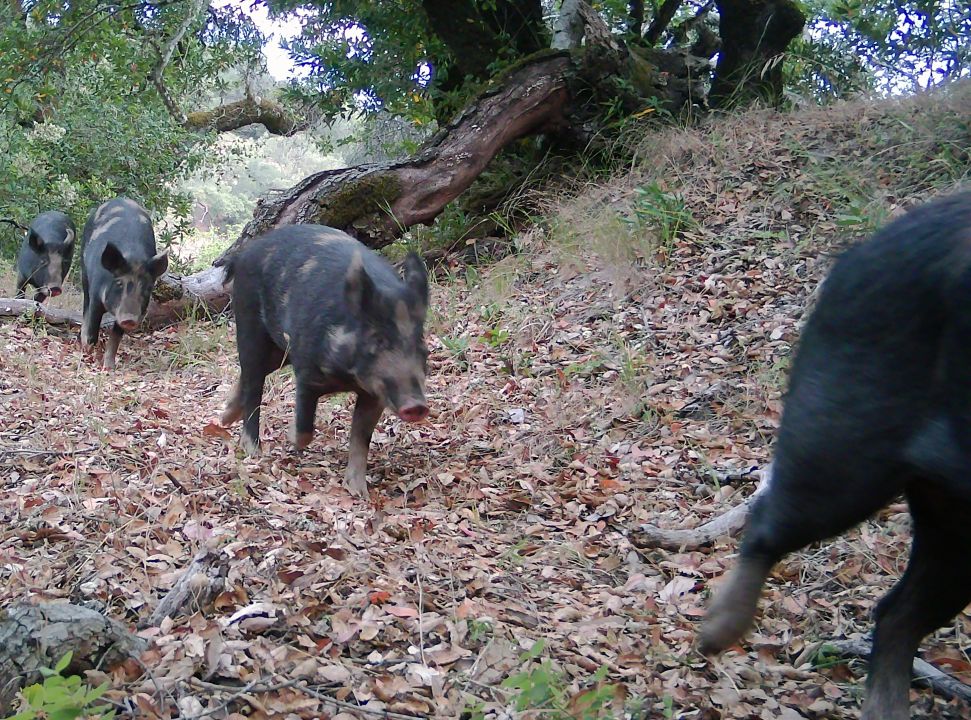 Young feral hogs