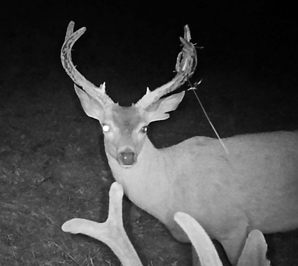 Blacktail bucks