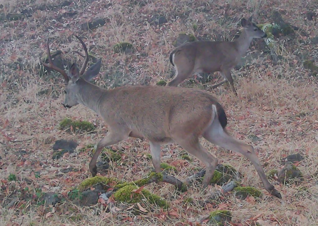 Blacktail buck and doe