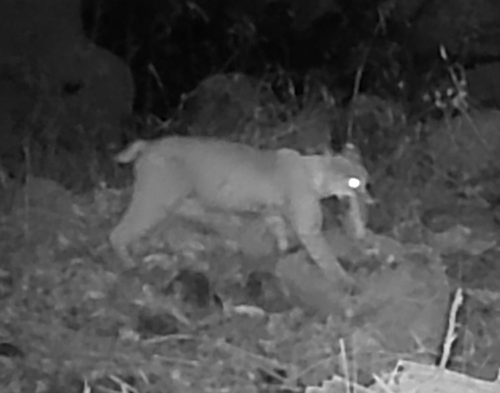Bobcat carrying rodent prey