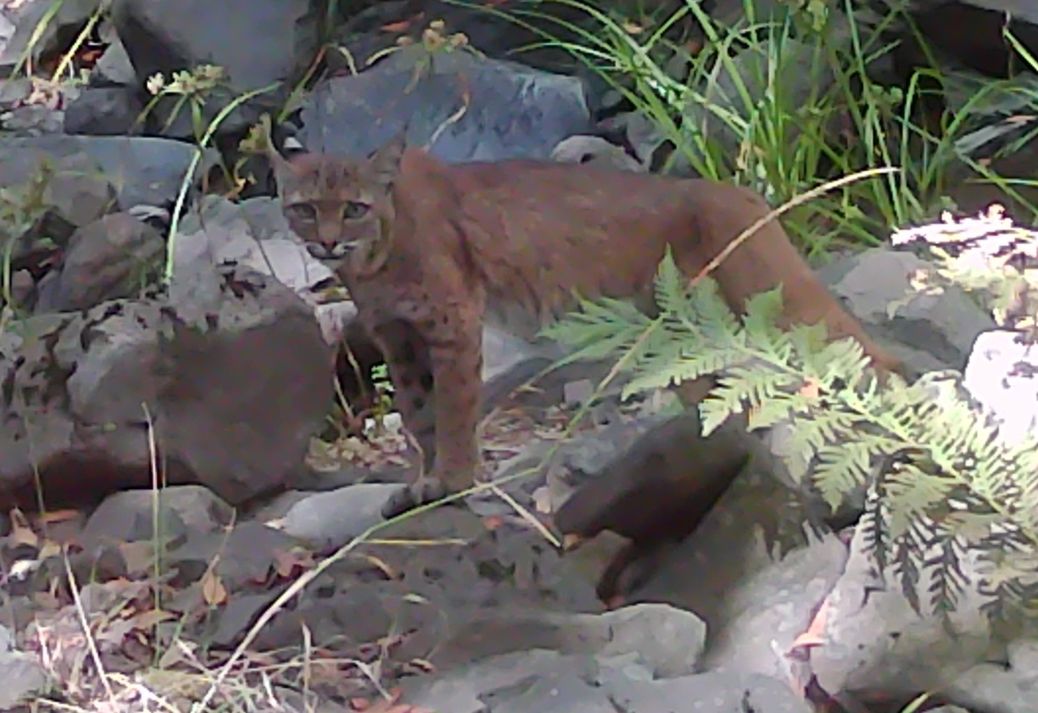 Bobcat near creek