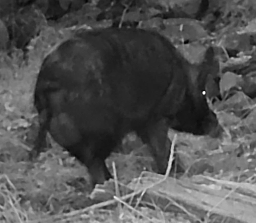 Feral boar