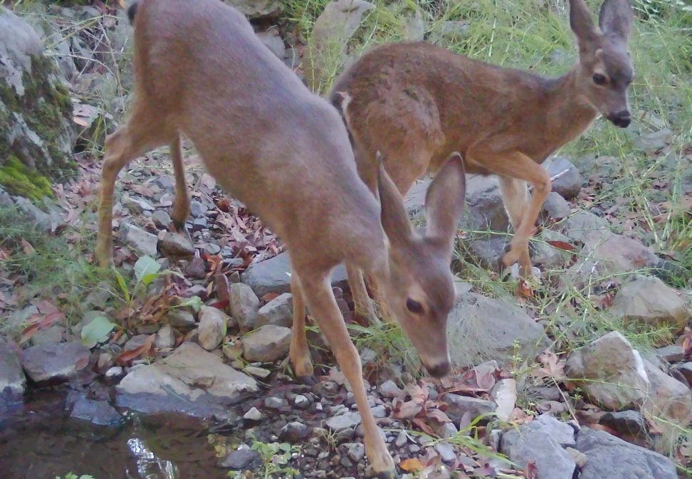 Two blacktail deer