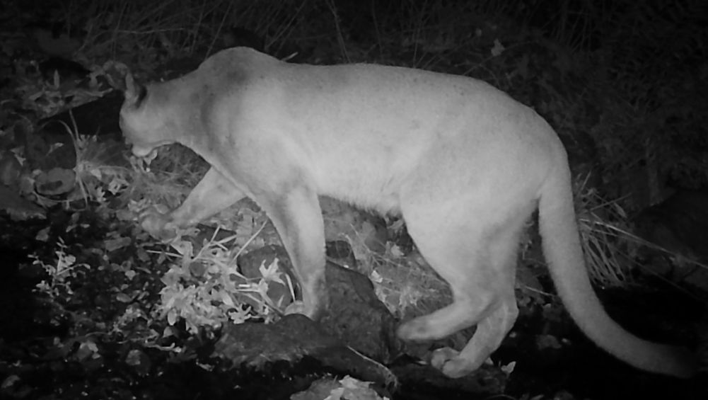 Mountain lion, cougar, puma