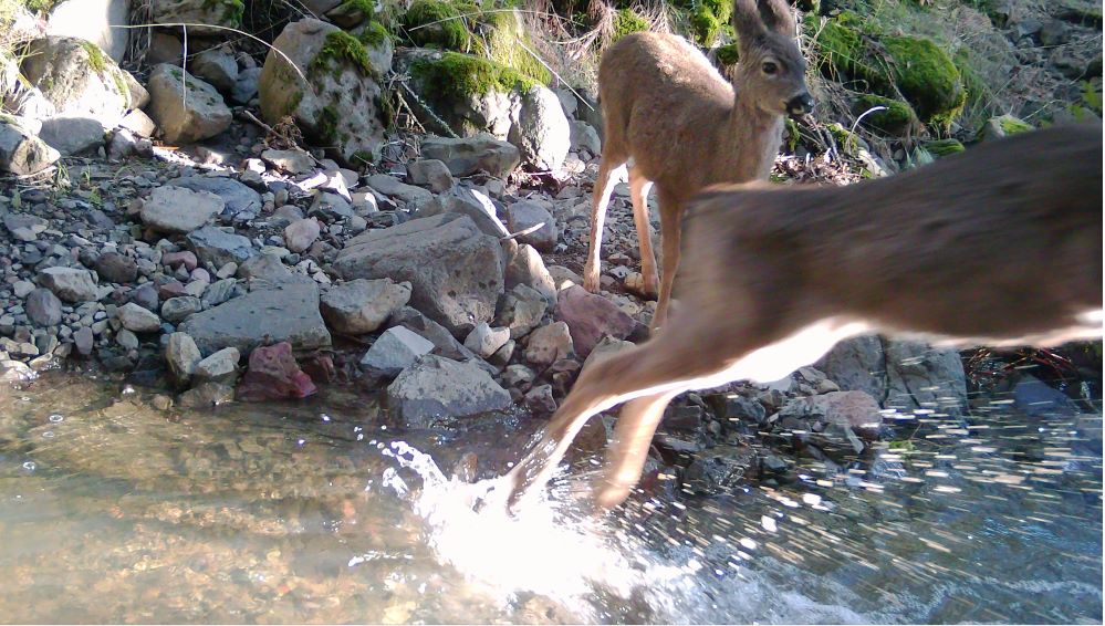 Deer leaping over high water Adobe Creek