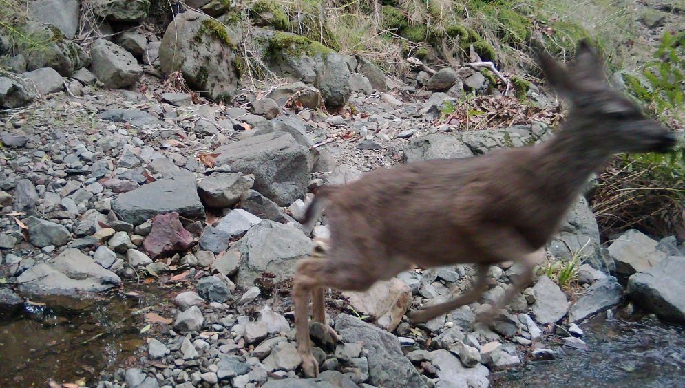 Deer leaping over low water Adobe Creek