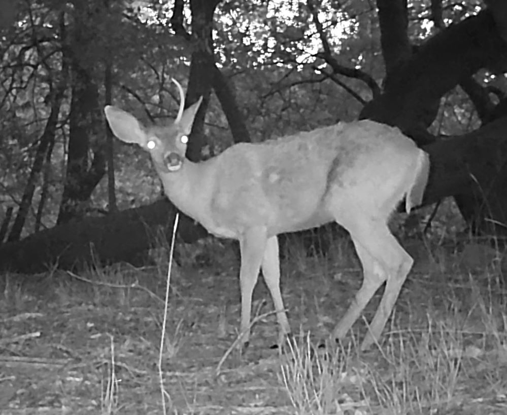 Spike buck with one shed antler