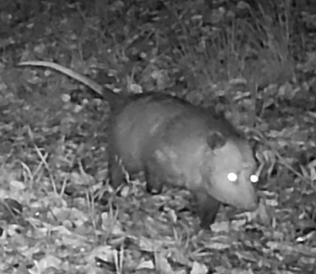Opossum