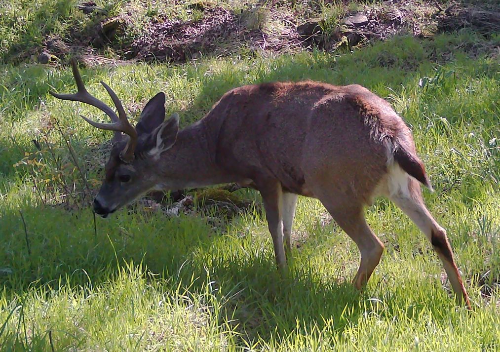Blacktail buck