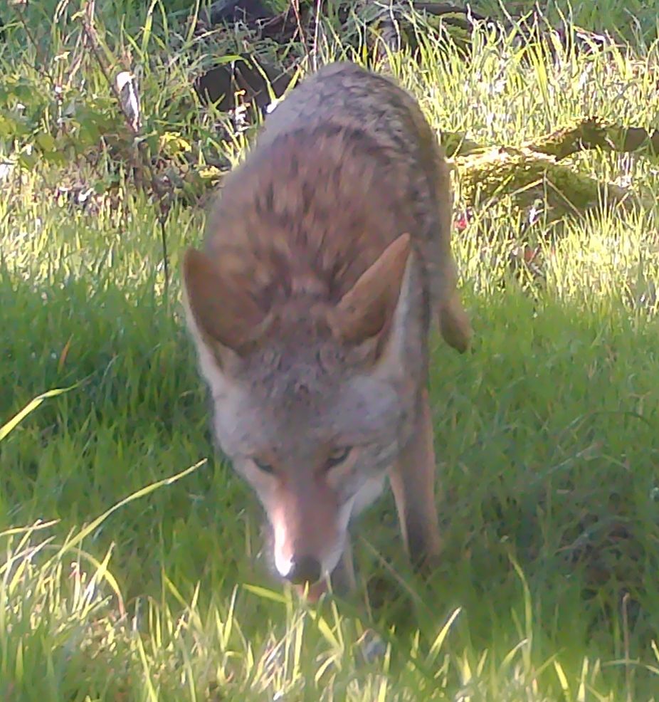 Coyote