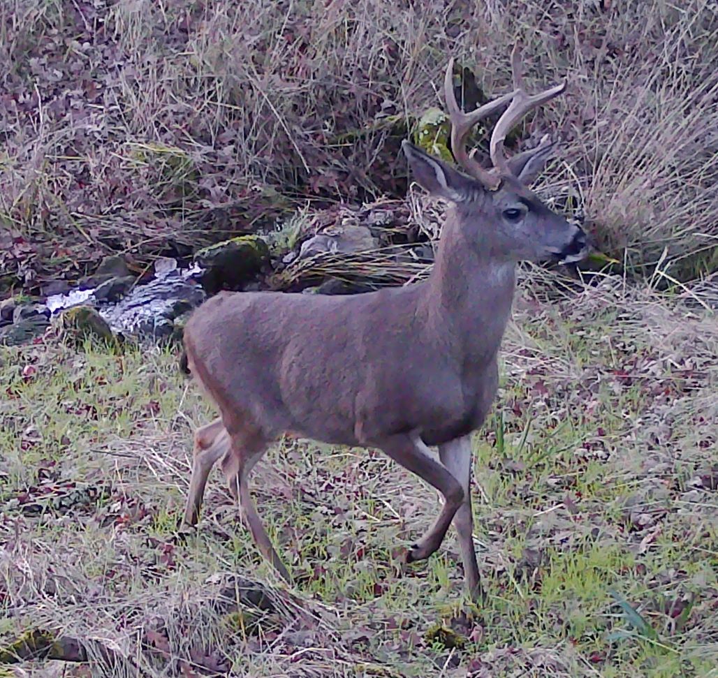 Blacktail buck