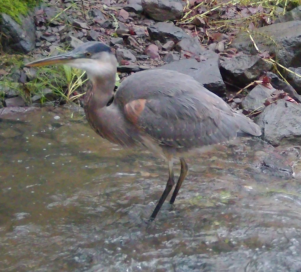 Great blue heron