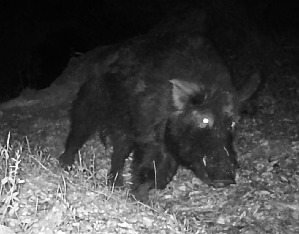 Feral boar