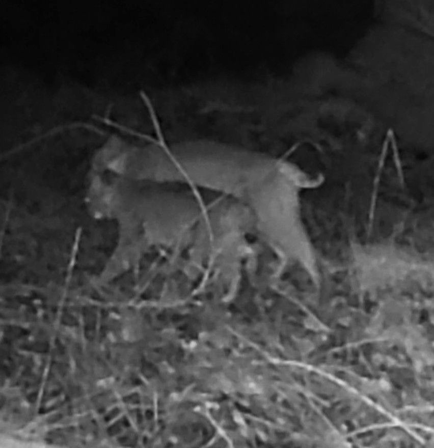 Bobcat mother and offspring