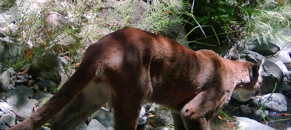Mountain lion in daylight