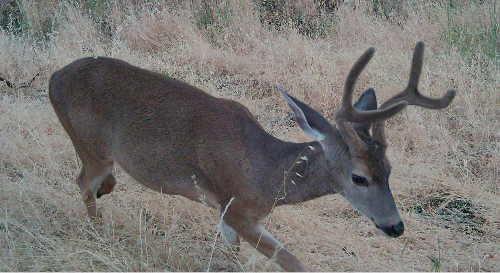 Blacktail buck with velvet antlers