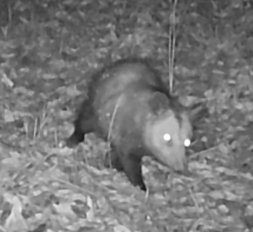 Opossum