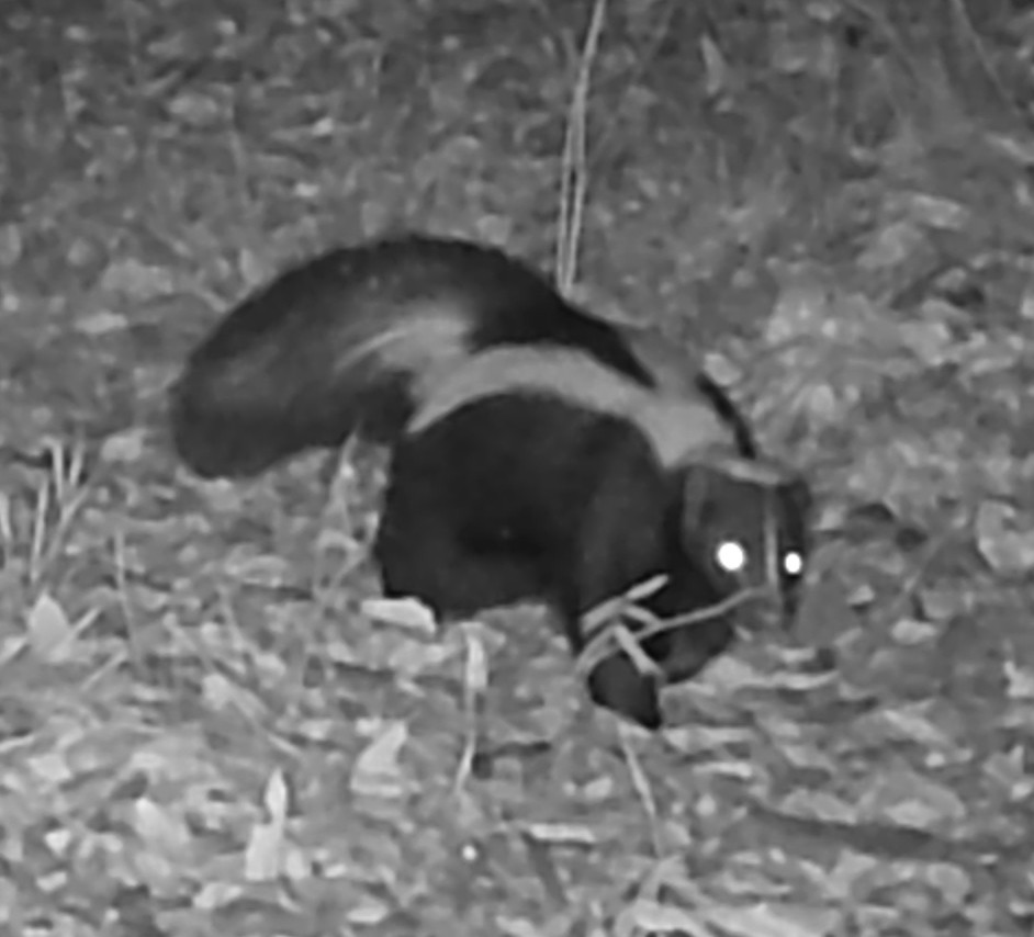 Skunk