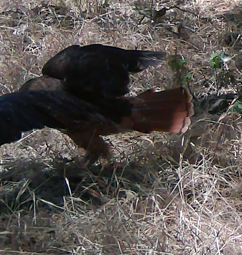 Redtail hawk