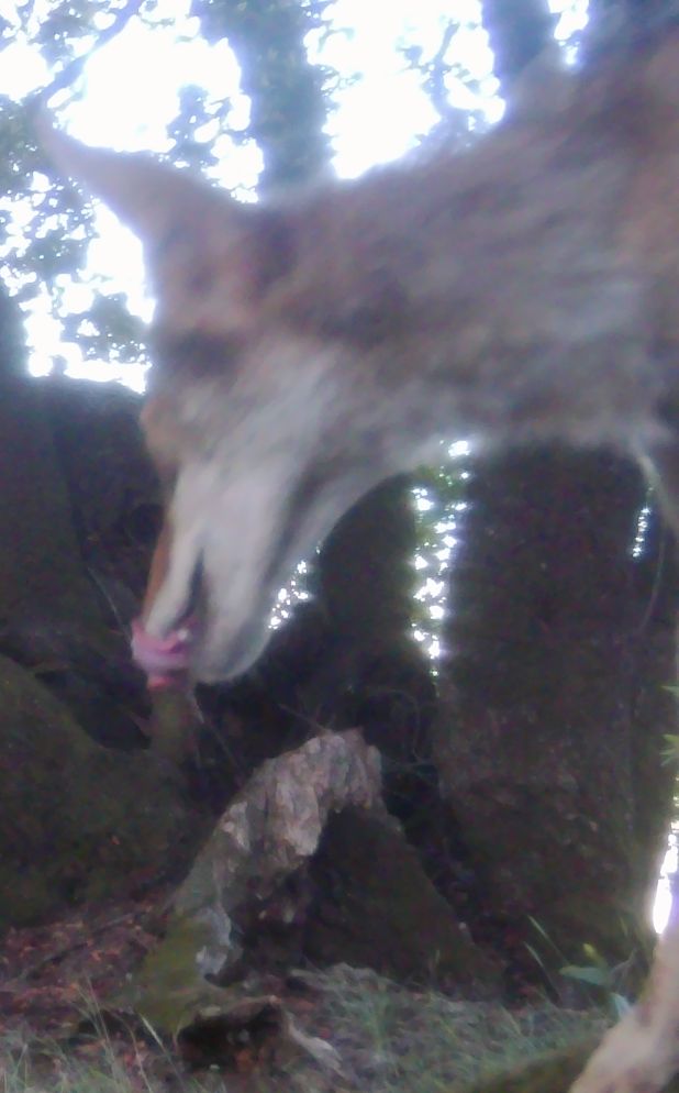 Coyote