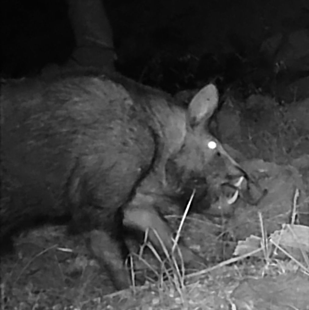 Feral boar