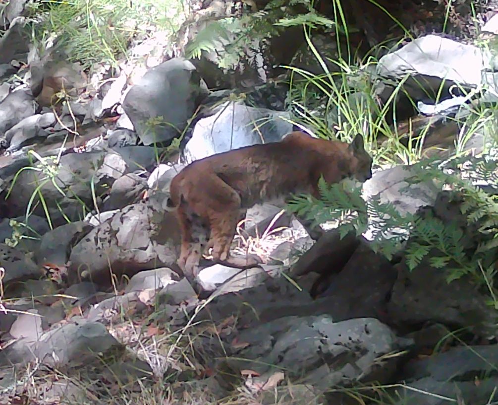 Bobcat