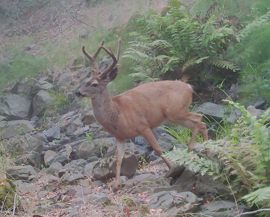 Blacktail buck
