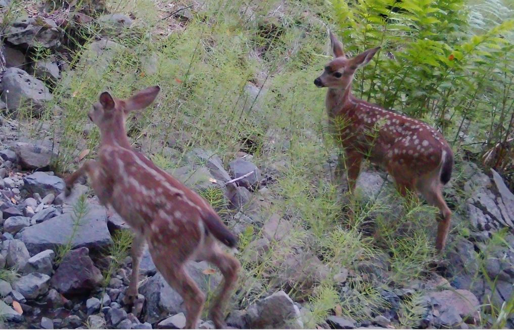 Blacktail fawns