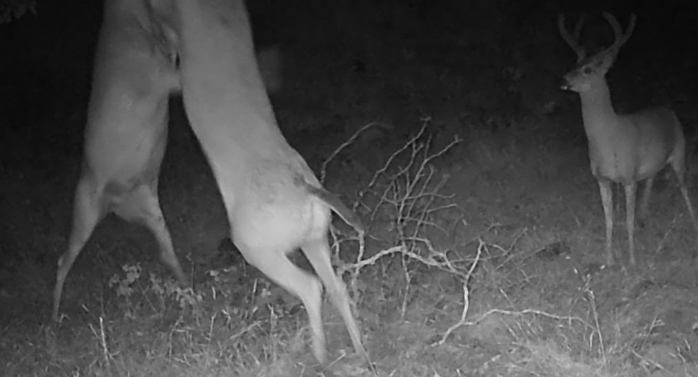 Blacktail bucks in pre-rut sparring