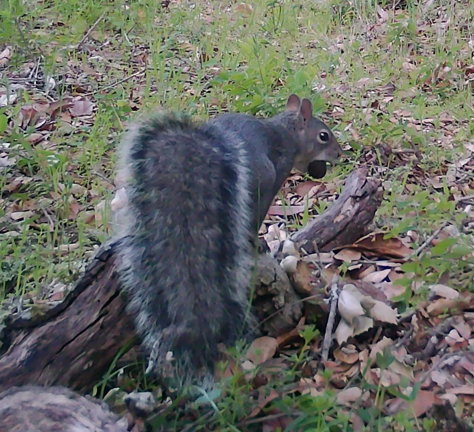 Gray squirrel with acorn