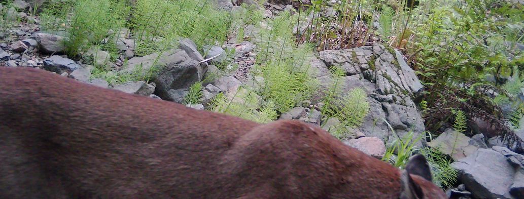 Identification exercise 1