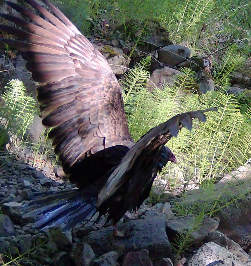 Turkey vulture