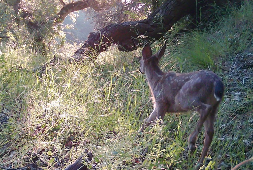 Blacktail fawn
