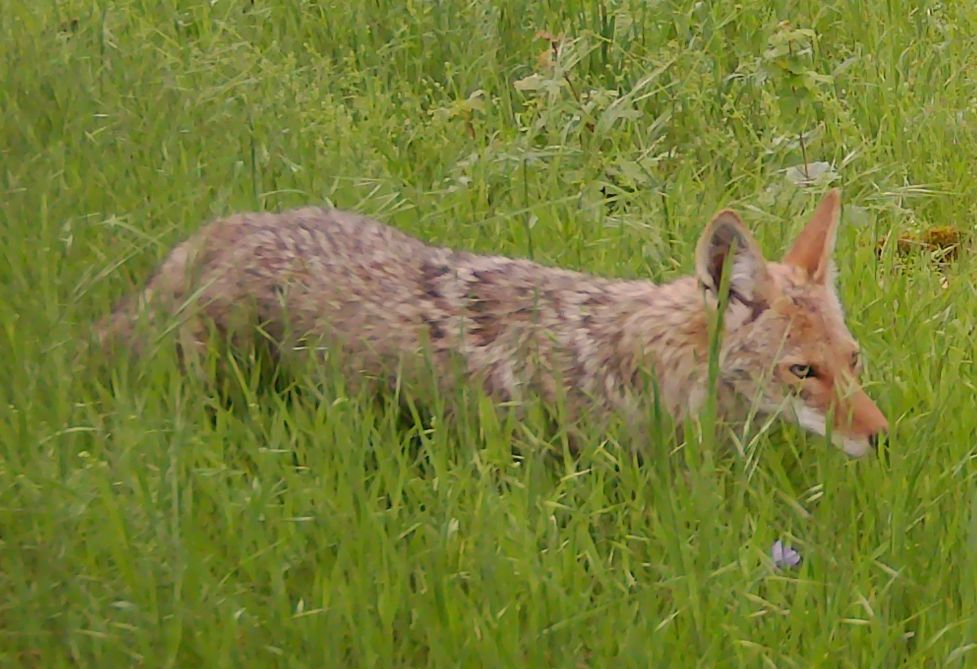 Reddish coyote