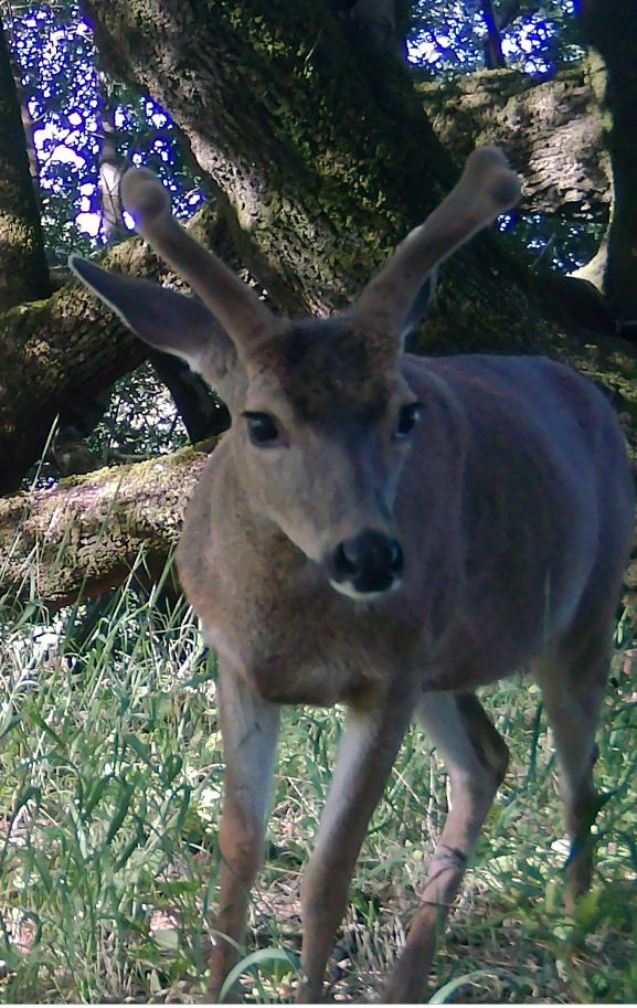 Buck with velvet antlers