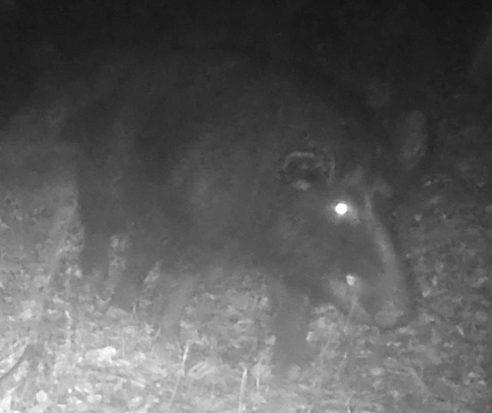 Feral hog boar