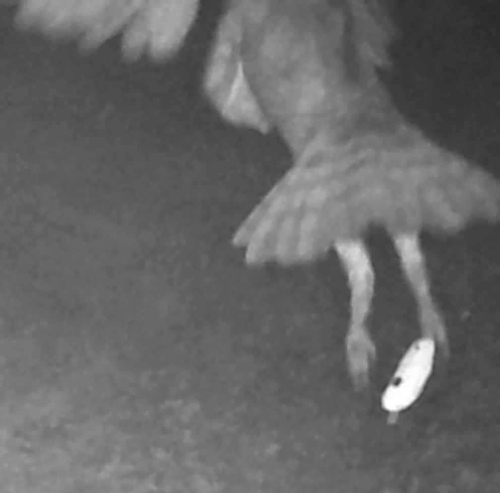 Great horned owl with prey