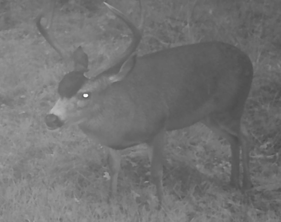 Blacktail buck at twilight