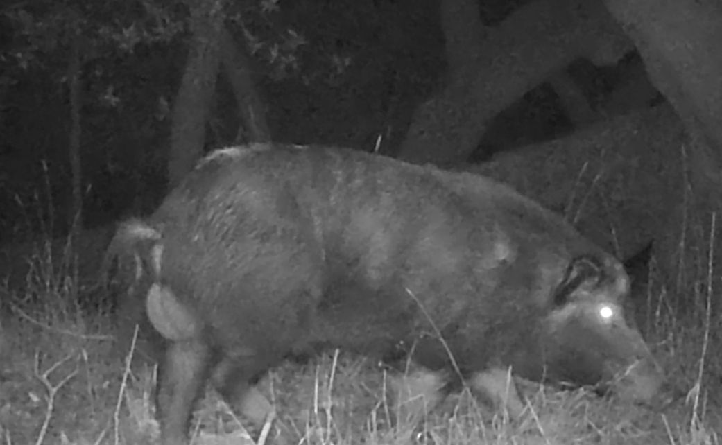 Feral boar
